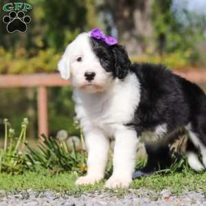 Daisy, Sheepadoodle Puppy